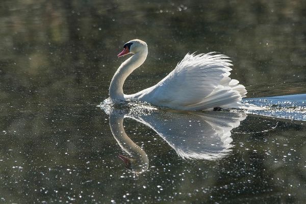 Sederquist, Betty 아티스트의 Usa-California A mute swan fans its wings during courtship behavior작품입니다.